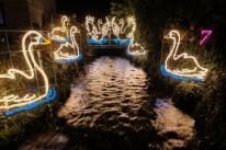 Seven swans a-swimming